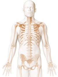 skeleton human